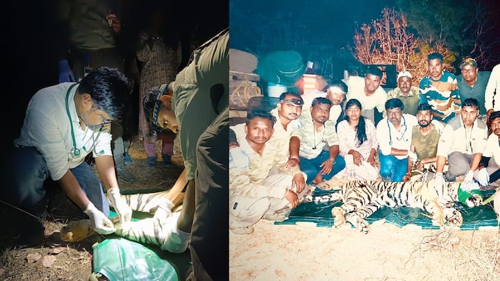 यवतमाळ जिल्ह्यामधील त्या जखमी वाघिणीचा नागपुरात उपचारापूर्वीच मृत्यू झाल्याने वन विभागात आणि वन्यप्राणी प्रेमींकडून हळहळ व्यक्त होत आहे.