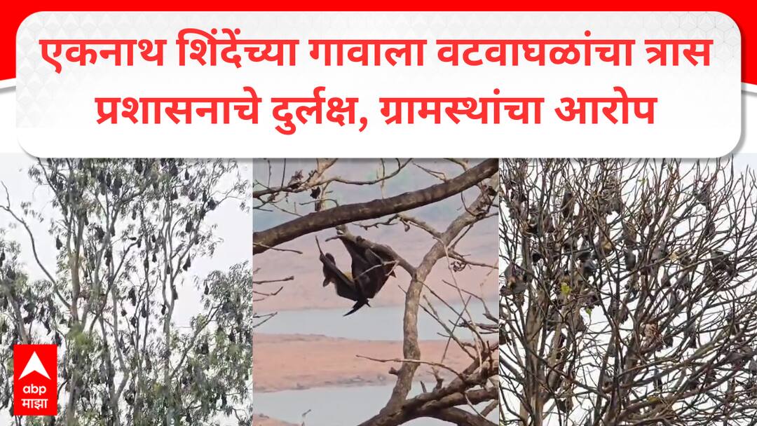 Satara : साताऱ्यातील तापोळा, बामणोली भागात लाखोंनी वटवाघळं; ग्रामस्थ हैराण तर प्रशासनाचं दुर्लक्ष Millions of bats in Satara Tapola and Bamanoli area villagers allegation administration is neglecting in eknath shinde home area Satara : साताऱ्यातील तापोळा, बामणोली भागात लाखोंनी वटवाघळं; ग्रामस्थ हैराण तर प्रशासनाचं दुर्लक्ष