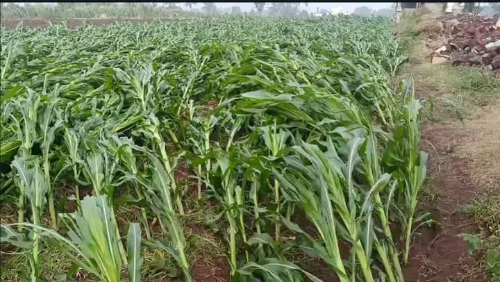 सातारा जिल्ह्यात हवामान खात्याने दिलेल्या यलो आणि ऑरेंज अलर्टनंतर सलग दुसऱ्या दिवशी कराड आणि पाटण तालुक्यात वादळी वाऱ्यासह अवकाळी पाऊस झाला.