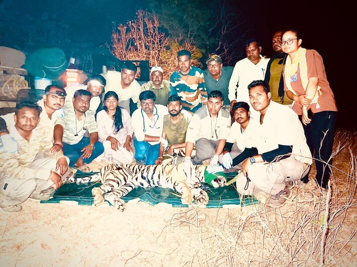 वाघिणीला जेरबंद केल्यानंतर प्राथमिक उपचार करुन तिला जखमी अवस्थेतच पुढील उपचाराकरीता नागपूर येथील गोरेवाडा वन्यप्राणी बचाव केंद्रात स्थलांतरीत करण्यात आले.