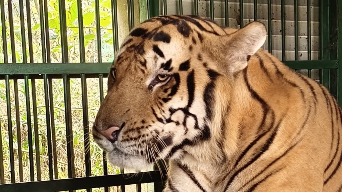 बीते दो सालों से दुधवा टाइगर रिजर्व में नहीं बढ़ाया गया शुल्क, फिर भी बढ़ी कमाई, जानें कैसे