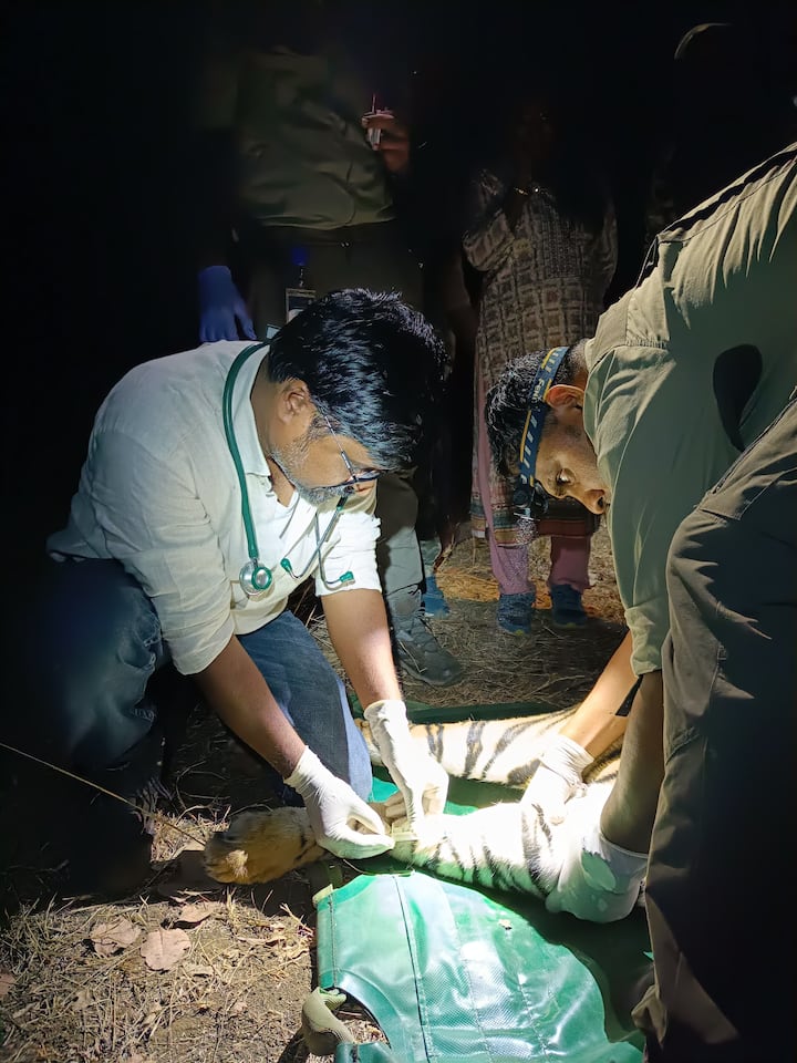 मात्र, उपचारापूर्वीच आज तिचा मृत्यू झाला, तिच्या मृत्यूनंतर तिला वाचविण्यासाठी धडपडणाऱ्या वन अधिकारी व कर्मचाऱ्यांचेही डोळे पाणावले होते. गोरेवाडा बचाव केंद्रात आज शवविच्छेदन करुन तिच्यावर अंत्यसंस्कार करण्यात आले.