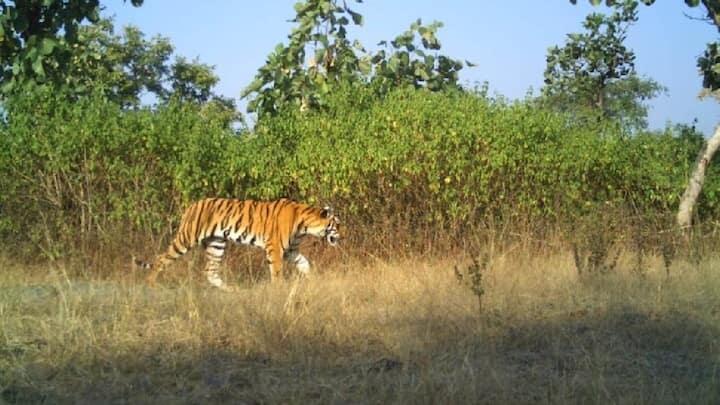 दरम्यान, वाघ हा हिंस्त्र प्राणी असल्याने मानवांसोबत त्याचाल सहसा लळा लागत नाही. मात्र, जखमी वाघिणीला उपचारासाठी घेऊन जाणाऱ्या कर्मचाऱ्यांना काही क्षणातच त्या वाघिणीबद्दल आपुलकी निर्माण झाली होती.