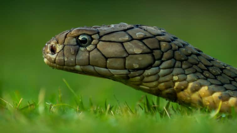 Cobra Coiled Inside Elevator Shocks Noida Society Residents: Watch