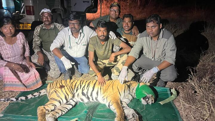 वाघिणीला रात्री उशिरा जेरबंद केल्यानंतर वन अधिकारी व कर्मचाऱ्यांनी संबंधित डॉक्टरांच्या मदतीने वाघिणीवर प्राथमिक उपचारही केले होते.