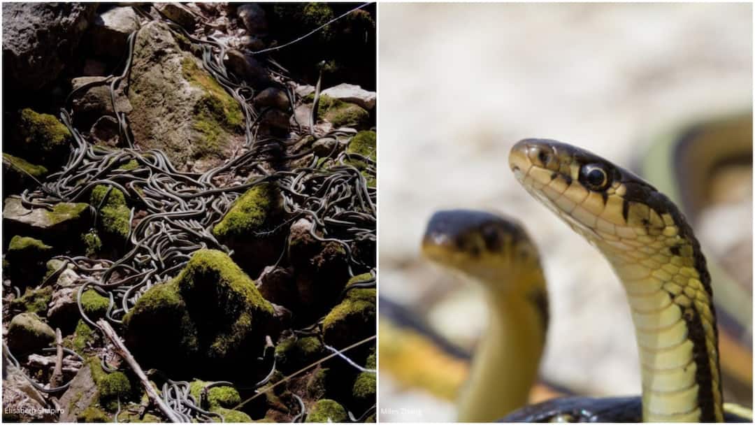 narcisse-snake-dens-manitoba-spring-snake-gathering Inside The World’s Largest Snake Gathering — The Narcisse Snake Dens Of Manitoba