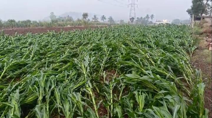 या पावसामुळे शेतीचे मोठे नुकसान झाले असून, अनेक ठिकाणी शेतकऱ्यांचं मोठं आर्थिक नुकसान झालं आहे