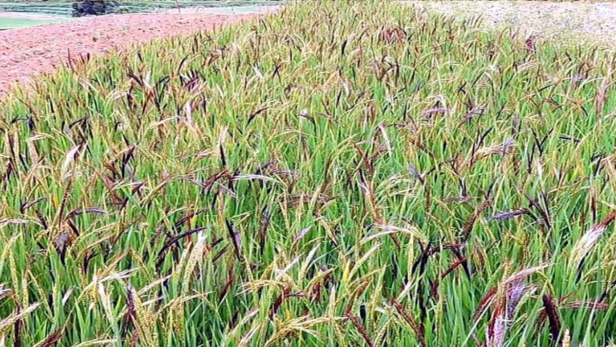 கொடைக்கானலில் மீண்டும் புத்துயிர் பெறும் மலை நெல் சாகுபடி.. பாரம்பரிய நெல்லின் பலன் விபரம் இதோ