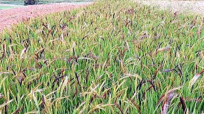 Kodaikanal is reviving hill rice cultivation Here are the benefits rice tnn கொடைக்கானலில்  மீண்டும் புத்துயிர் பெறும் மலை நெல் சாகுபடி.. பாரம்பரிய நெல்லின் பலன் விபரம் இதோ