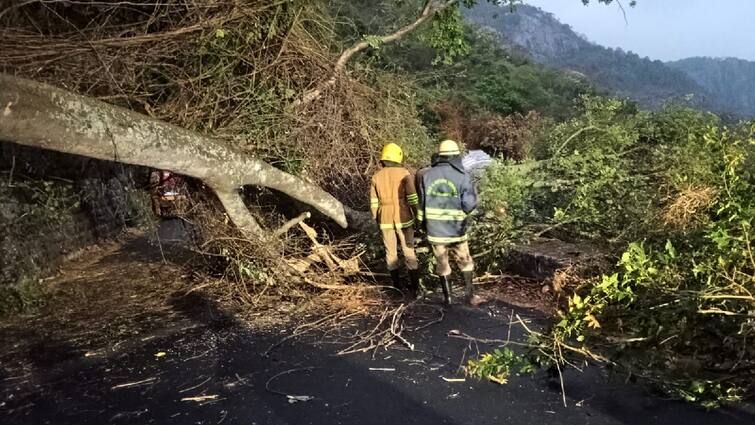 Heavy rain in Yercaud Giant tree falls on mountain road Traffic affected tnn ஏற்காட்டில் கனமழை... மலைப்பாதையில் விழுந்து ராட்சத மரம்... போக்குவரத்து பாதிப்பு