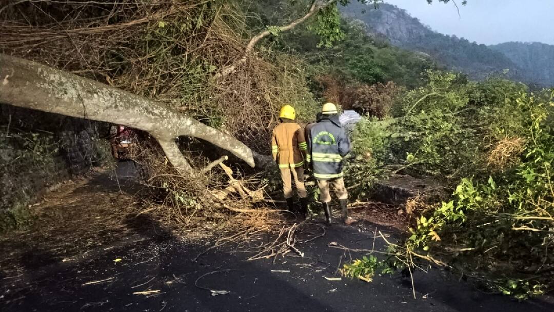 ஏற்காட்டில் கனமழை... மலைப்பாதையில் விழுந்து ராட்சத மரம்... போக்குவரத்து பாதிப்பு
