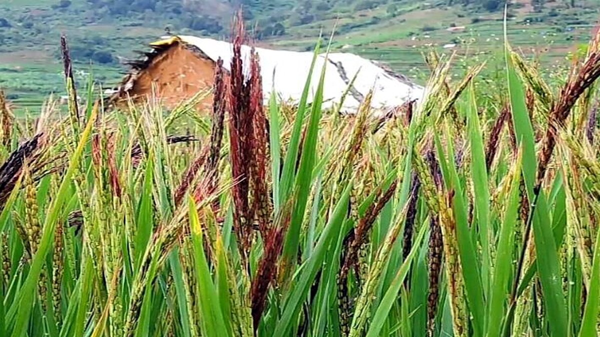 கொடைக்கானலில்  மீண்டும் புத்துயிர் பெறும் மலை நெல் சாகுபடி.. பாரம்பரிய நெல்லின் பலன் விபரம் இதோ