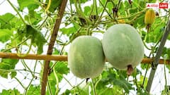 रोजाना एक महीने तक सफेद पेठे का जूस पीने से क्या होता है? जान लीजिए इसके फायदे