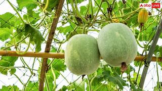 रोजाना एक महीने तक सफेद पेठे का जूस पीने से क्या होता है? जान लीजिए इसके फायदे