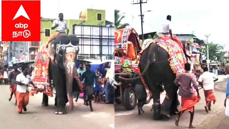 Mayiladuthurai district Vaitheeswaran Temple Fox running Festival tnn வைத்தீஸ்வரன்கோயில் நரி ஓட்ட திருவிழாவில் ஓட்டம் பிடித்த கோயில் யானை...!