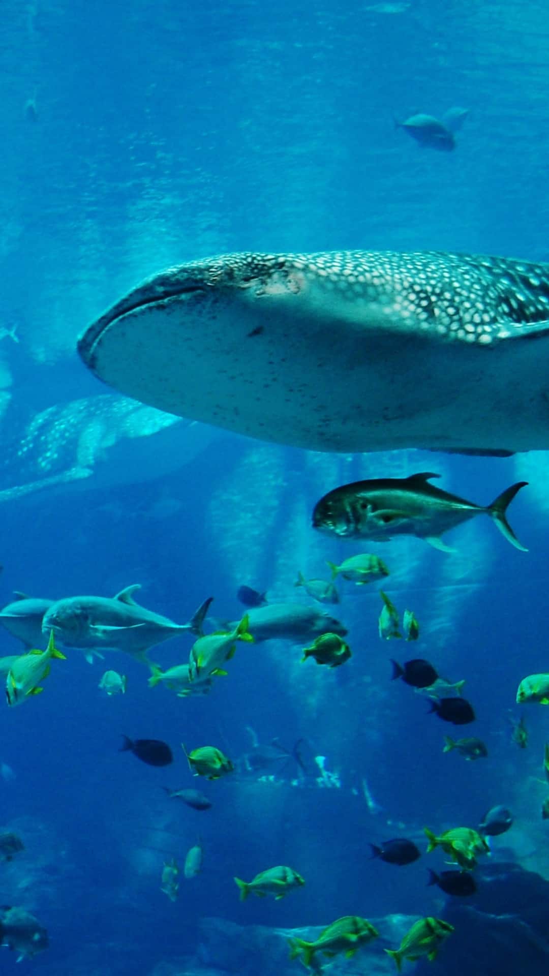 World Aquatic Animal Day 9 Endangered Ocean Species You Need To Know world-aquatic-animal-day-9-endangered-ocean-species-you-need-to-know