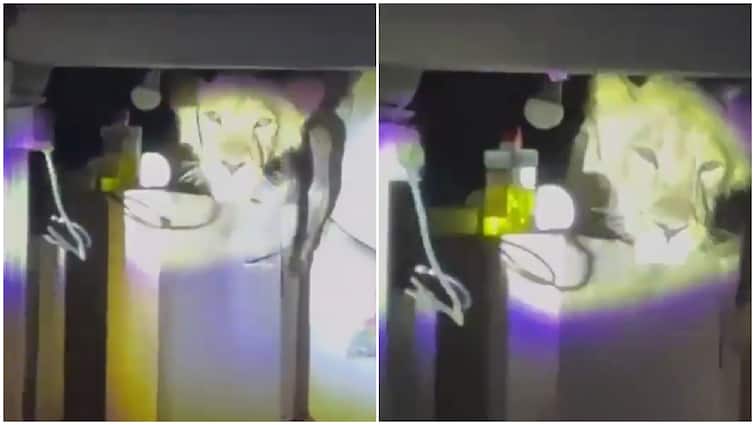 Lion In The Kitchen! Carnivore’s Comfy Perch In A Gujarati Kitchen: WATCH