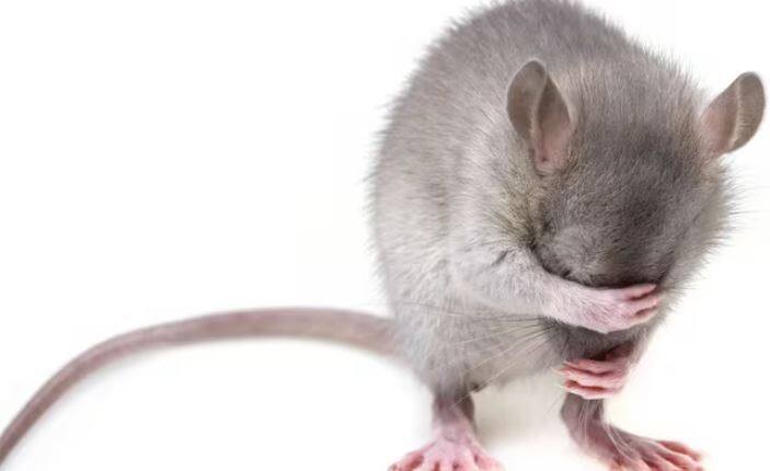 ਇੰਨਾ ਹੀ ਨਹੀਂ, ਨਿਊਜ਼ੀਲੈਂਡ ਵਿੱਚ ਚੂਹਿਆਂ ਦੀ ਗਿਣਤੀ ਇੰਨੀ ਵੱਧ ਗਈ ਸੀ ਕਿ ਹੋਰ ਜਾਨਵਰਾਂ ਦਾ ਭਵਿੱਖ ਖ਼ਤਰੇ ਵਿੱਚ ਪੈ ਗਿਆ ਸੀ। ਨਿਊਜ਼ੀਲੈਂਡ ਦਾ ਰਾਸ਼ਟਰੀ ਪੰਛੀ, ਕੀਵੀ ਵੀ ਖ਼ਤਰੇ ਵਿੱਚ ਸੀ।