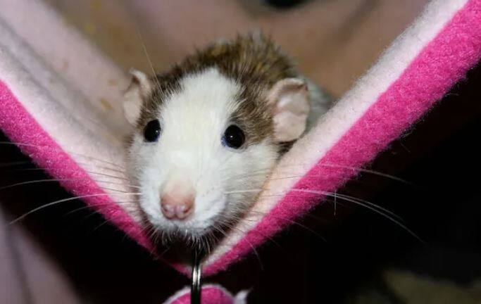 ਇਹ ਮੰਨਿਆ ਜਾਂਦਾ ਹੈ ਕਿ ਚੂਹਿਆਂ ਵਿੱਚ ਬਚਣ ਦੀ ਸਭ ਤੋਂ ਵੱਧ ਸਮਰੱਥਾ ਹੁੰਦੀ ਹੈ। ਖੁੱਡਾਂ ਵਿੱਚ ਰਹਿਣ ਵਾਲੇ ਚੂਹਿਆਂ ਵਿੱਚ ਪ੍ਰਮਾਣੂ ਹਮਲੇ ਨੂੰ ਰੋਕਣ ਦੀ ਸ਼ਕਤੀ ਹੁੰਦੀ ਹੈ।