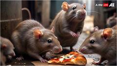 English Liquor: ਚੂਹੇ ਗਟਕ ਗਏ 802 ਬੋਤਲਾਂ ਅੰਗਰੇਜ਼ੀ ਸ਼ਰਾਬ, ਪਹਿਲਾਂ ਭੰਗ ਤੇ ਗਾਂਜੇ ਦੀ ਕੀਤਾ ਸੀ ਸਫਾਇਆ