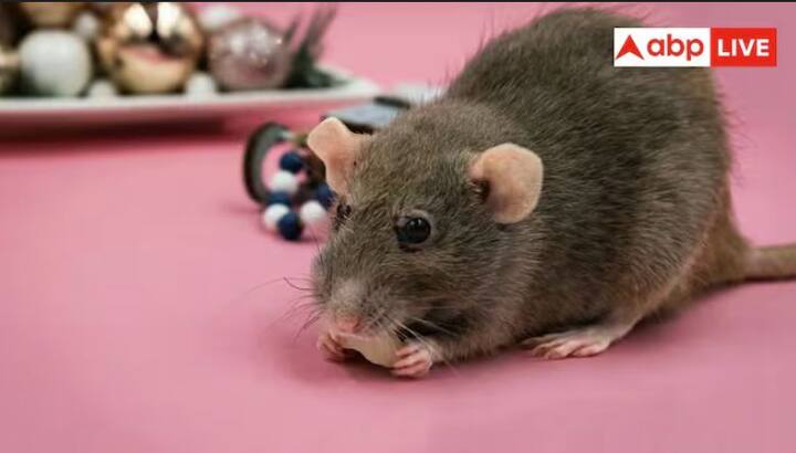 World Rat Day: ਅੱਜ ਵਿਸ਼ਵ ਚੂਹਾ ਦਿਵਸ ਹੈ। ਇਸ ਲੇਖ ਵਿੱਚ, ਅਸੀਂ ਜਾਣਦੇ ਹਾਂ ਕਿ ਚੂਹਿਆਂ ਦੀ ਉਤਪਤੀ ਕਿਵੇਂ ਹੋਈ ਅਤੇ ਉਹ ਪੂਰੀ ਦੁਨੀਆ ਵਿੱਚ ਕਿਵੇਂ ਫੈਲੇ।