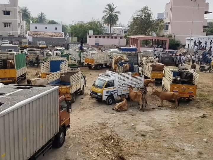 கரூர் உப்பிடமங்கலம் மாட்டுச் சந்தையில் அதிக சுங்கம் வசூல் செய்வதாக குற்றச்சாட்டு