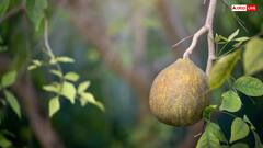 डायबिटीज में सुबह-सुबह खा लें ये फ्री में मिलने वाली पत्तियां, तुरंत नीचे आ जाएगा ब्लड शुगर