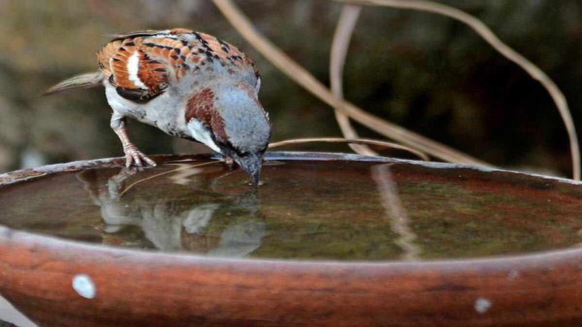 செய்வோமா... பறவையினங்களை காக்க இதை செய்வோமா!!!