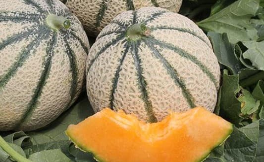 શક્કરટેટી ઉનાળાના શ્રેષ્ઠ ફળોમાંનું એક છે જે માત્ર તાજગી આપતું નથી પણ સ્વાસ્થ્ય લાભોથી પણ ભરપૂર છે. તેનો રસદાર, મીઠો અને તાજો સ્વાદ અદ્ભુત લાગે છે. વિટામિન્સ, ખનિજો અને હાઇડ્રેશનથી ભરપૂર શક્કરટેટી ઘણા ફાયદા આપે છે. આવો જાણીએ ઉનાળામાં તેને ખાવાથી શું ફાયદા થાય છે?