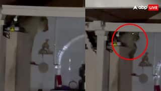 हार्ट अटैक आना पक्का है! घर के अंदर फ्रिज पर बैठा था शेर, देखते ही अटक गई सांसें