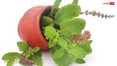 डायबिटीज में सुबह-सुबह खा लें ये फ्री में मिलने वाली पत्तियां, तुरंत नीचे आ जाएगा ब्लड शुगर