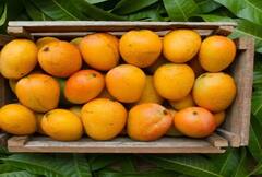 ગરમીમાં દરરોજ કરવું જોઈએ કેરીનું સેવન, Mango ના ફાયદા જાણી તમે પણ ચોંકશો