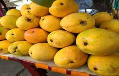 ગરમીમાં દરરોજ કરવું જોઈએ કેરીનું સેવન, Mango ના ફાયદા જાણી તમે પણ ચોંકશો