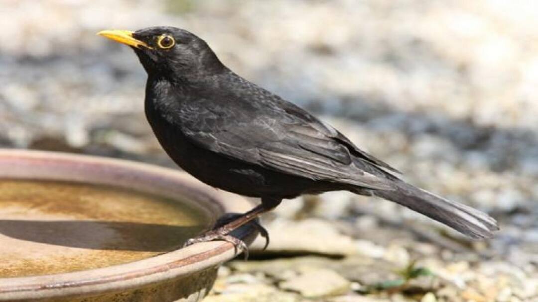 செய்வோமா... பறவையினங்களை காக்க இதை செய்வோமா!!!