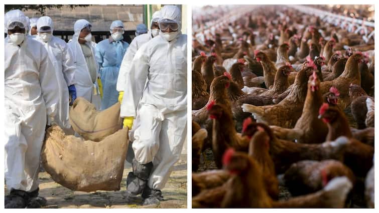 Government and Poultry Industry Collaborate to Prevent Bird Flu Outbreaks பறவைக் காய்ச்சல் பரவல்.. நோய்த்தொற்றின் அபாயத்தை குறைக்க இதுதான் வழி!