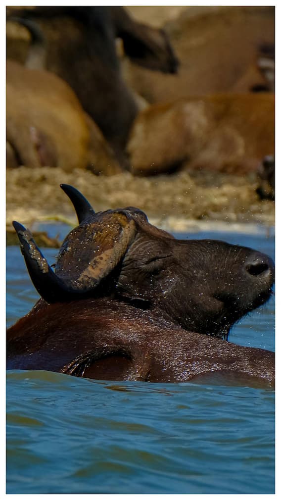 कौन सी भैंस 20 लीटर दूध देती है