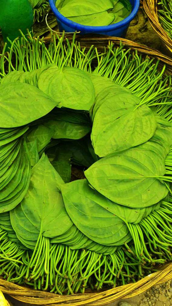 खाली पेट पान का पत्ता खाने से क्या होता है