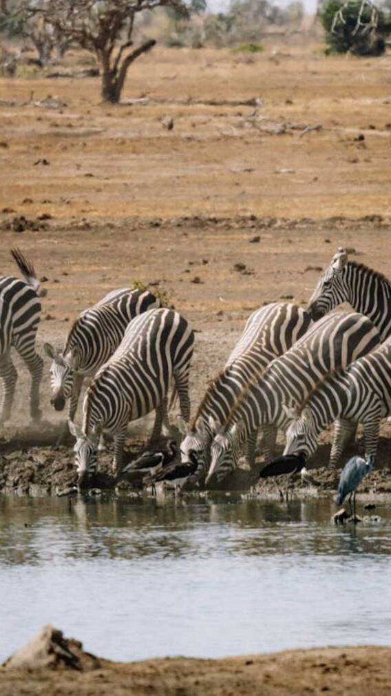 गंदा पानी पीने के बाद भी जानवरों को फूड प्वाइजनिंग क्यों नहीं होती?