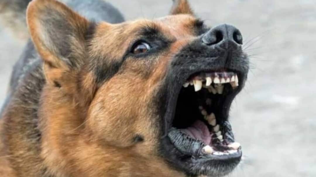 Street Dog kills 4 year old boy in Guntur Guntur Crime News: గుంటూరులో దారుణం.. వీధి కుక్క దాడిలో 4 ఏళ్ల చిన్నారి మృతి, స్పందించిన మంత్రి నారాయణ