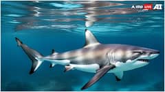 शिकार क्या आपको सूंघना तक भूल जाएगी शार्क, बड़ा आसान है इस मछली को हिप्नोटाइज करने का तरीका