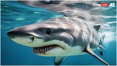 शिकार क्या आपको सूंघना तक भूल जाएगी शार्क, बड़ा आसान है इस मछली को हिप्नोटाइज करने का तरीका