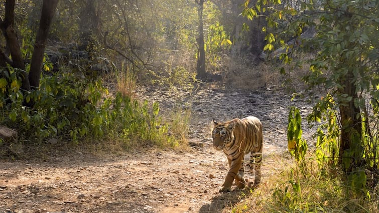 Rajasthan News 12 people fined for conducting bhajan program after scheduled time in Ranthambore Rajasthan: रणथंभौर में निर्धारित समय के बाद भजन करने वाले 12 लोगों पर जुर्माना, 25 हजार का लगा फाइन