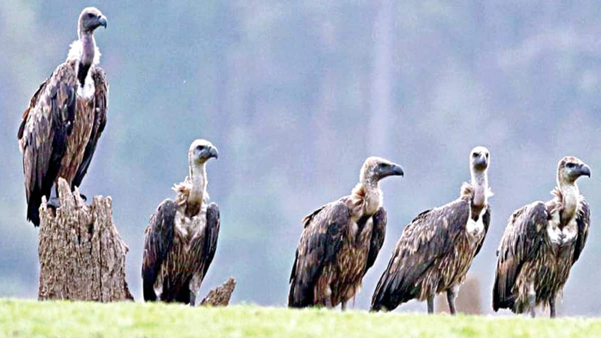 அழிவின் விளிம்பில் உள்ளதா பாறு கழுகுகள்..? வனத்துறை கணக்கெடுப்பில் அதிர்ச்சி...