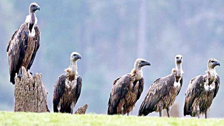 ospreys on the verge of extinction forest Department survey reveals shock tnn அழிவின் விளிம்பில் உள்ளதா பாறு கழுகுகள்..? வனத்துறை கணக்கெடுப்பில் அதிர்ச்சி...