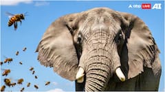 चींटी नहीं इस जानवर से खौफ खाते हैं हाथी? दुश्मन का साइज जानकर भन्ना जाएगा माथा