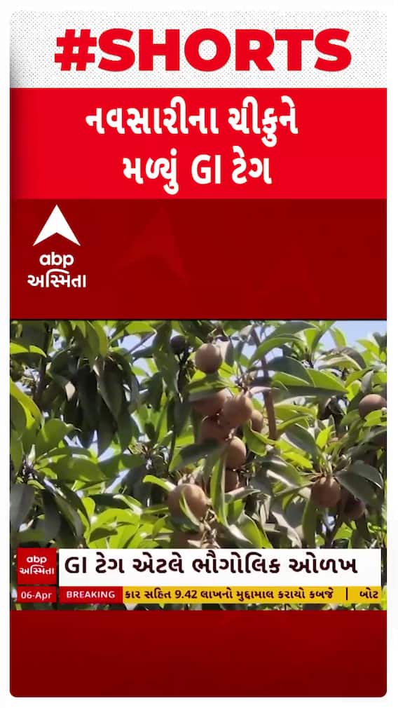 Navsari Chiku GI Tag : નવસારીના ચીકુને મળ્યું GI ટેગ, ખેડૂતોને શું થશે ફાયદો? Navsari Chiku GI Tag : નવસારીના ચીકુને મળ્યું GI ટેગ, ખેડૂતોને શું થશે ફાયદો?