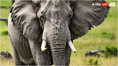 चींटी नहीं इस जानवर से खौफ खाते हैं हाथी? दुश्मन का साइज जानकर भन्ना जाएगा माथा