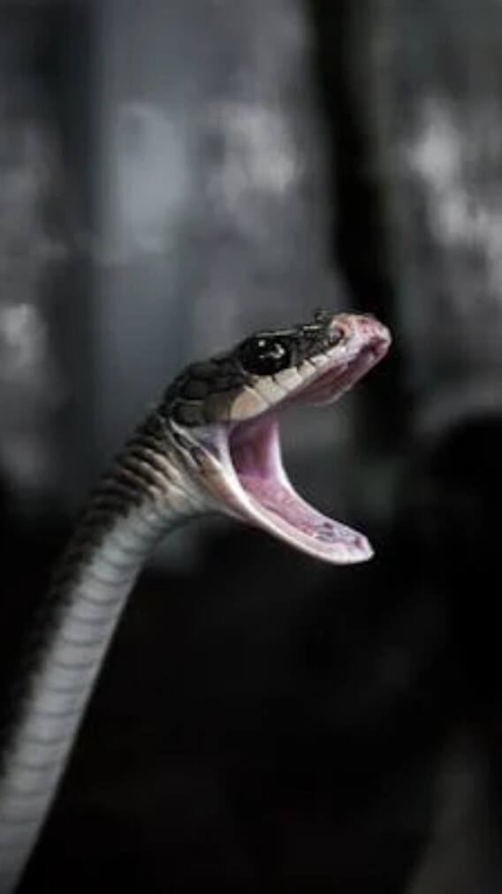 सांपों की कितनी प्रजातियां देती हैं अंडे?