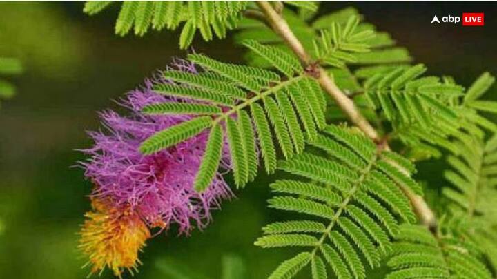 मेन गेट पर कभी कटीला शमी का पौधा या पेड़ नहीं होना चाहिए. वास्तु में इसे शुभ नहीं माना गया. इससे व्यक्ति की तरक्की में बाधा आती है.