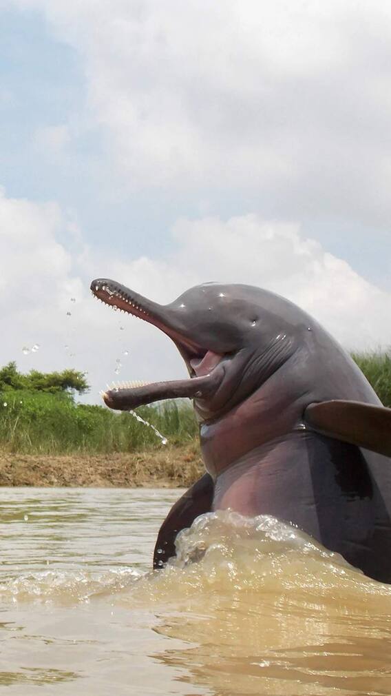 वाराणसी में मुफ्त डॉल्फिन सफारी का लुत्फ उठाएं, जान लें टाइमिंग, टिकट कैसे करें बुक